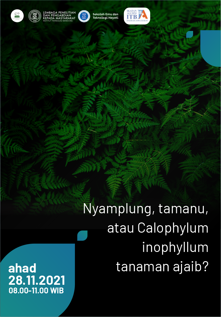 Nyamplung, tamanu, atau Calophylum inophyllum tanaman ajaib