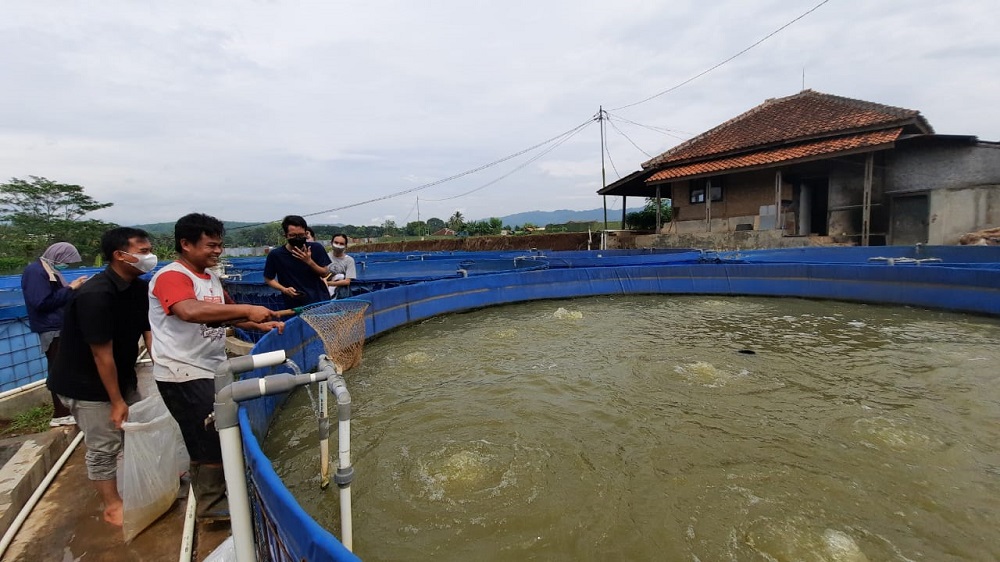 PM Citarum Harum 2021 - Aplikasi Sistem Akuakultur Tertutup Hibrid Zero-Water Discharge / ZWD - Flow through untuk Produksi Ikan Nila  di DAS Citarum, Cianjur, Jawa Barat